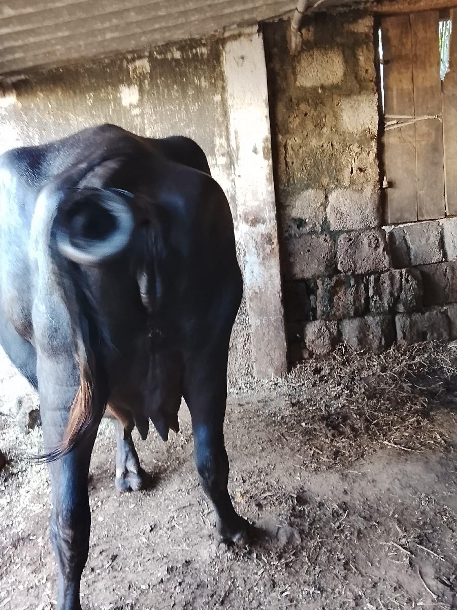 થંબનેલ 3