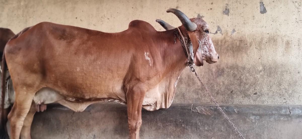 થંબનેલ 2