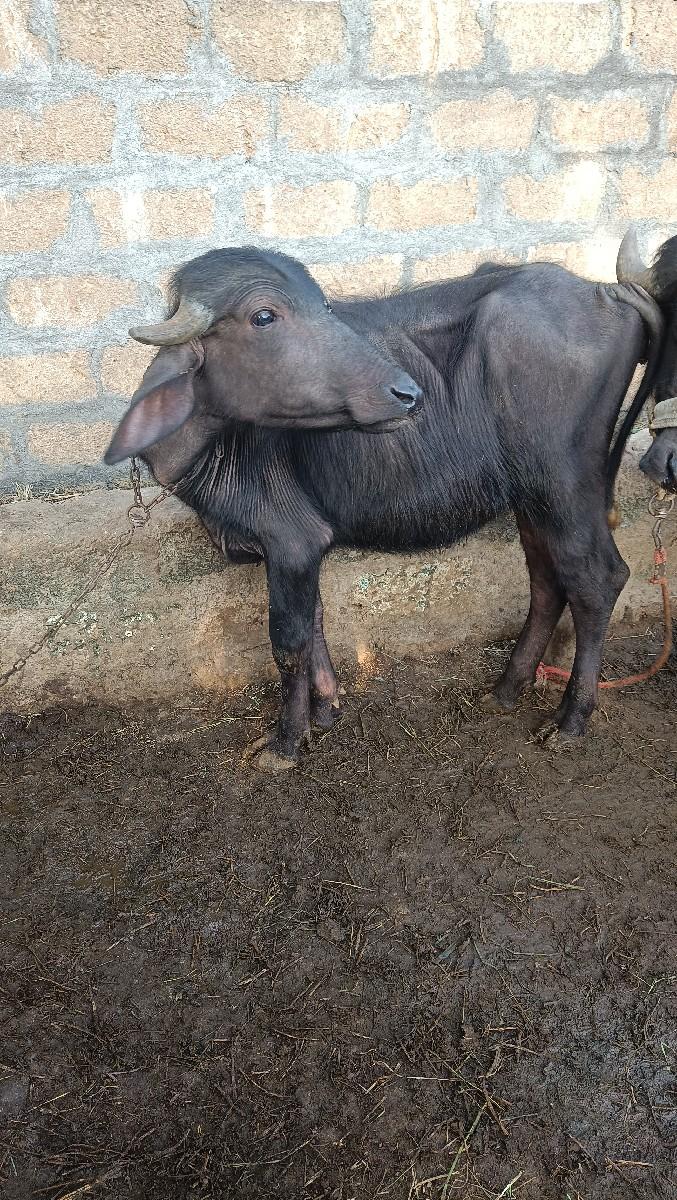 પાડી વેચવાની છે