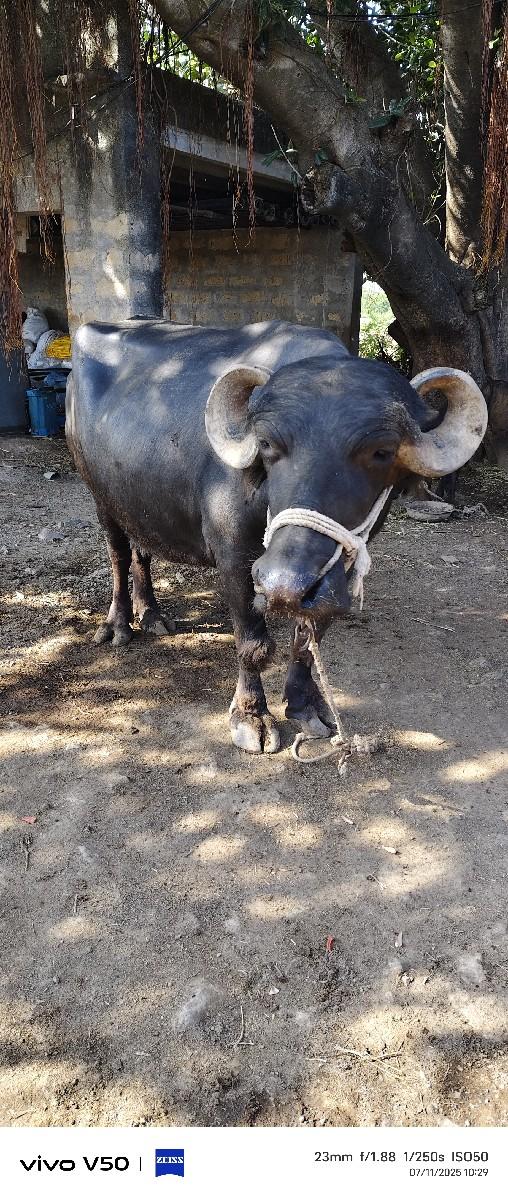 થંબનેલ 3