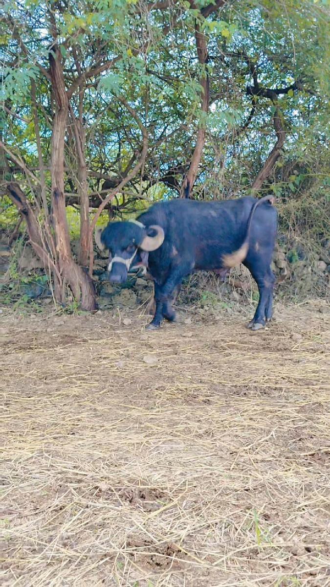 થંબનેલ 2