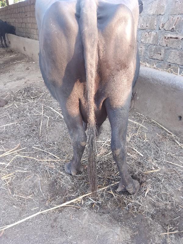 થંબનેલ 3