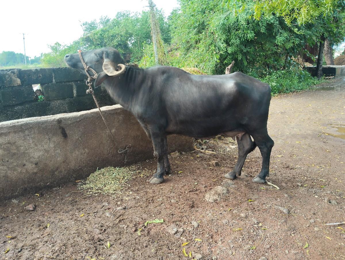 થંબનેલ 2