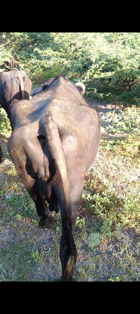 થંબનેલ 2