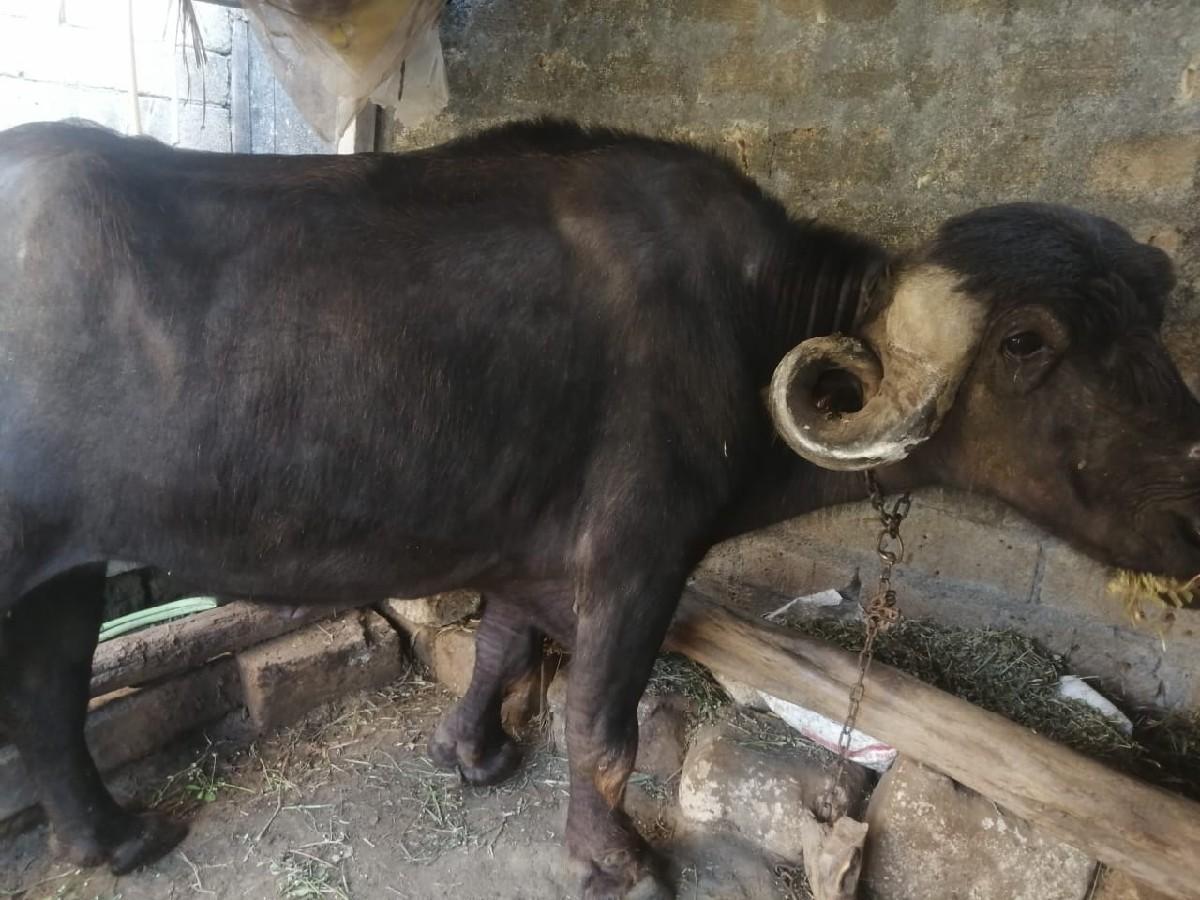 અમિત રાઠોડ