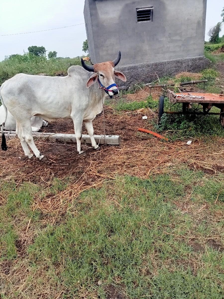 થંબનેલ 2