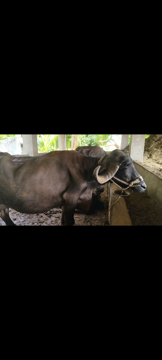 ભેંસ વેચવાની છે