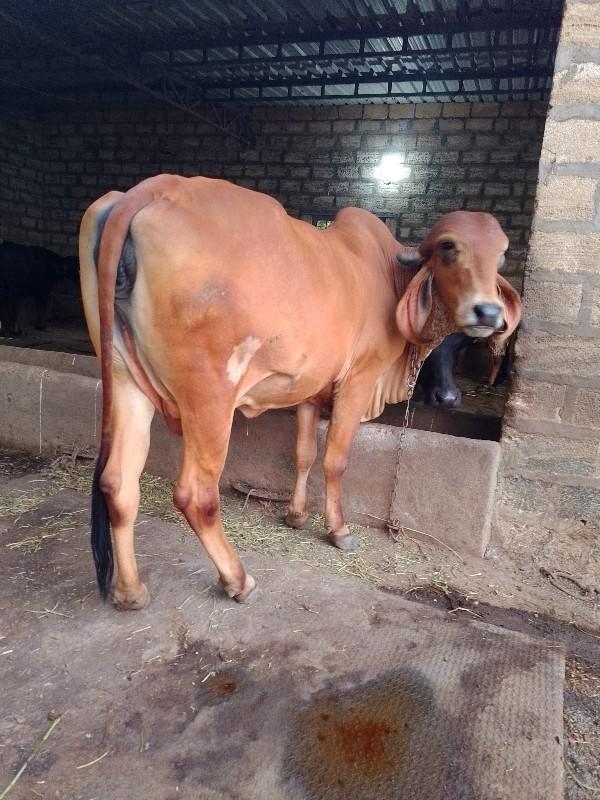 थंबनेल 2