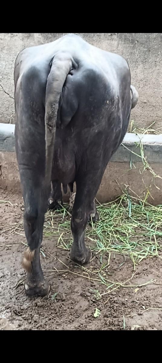 થંબનેલ 3