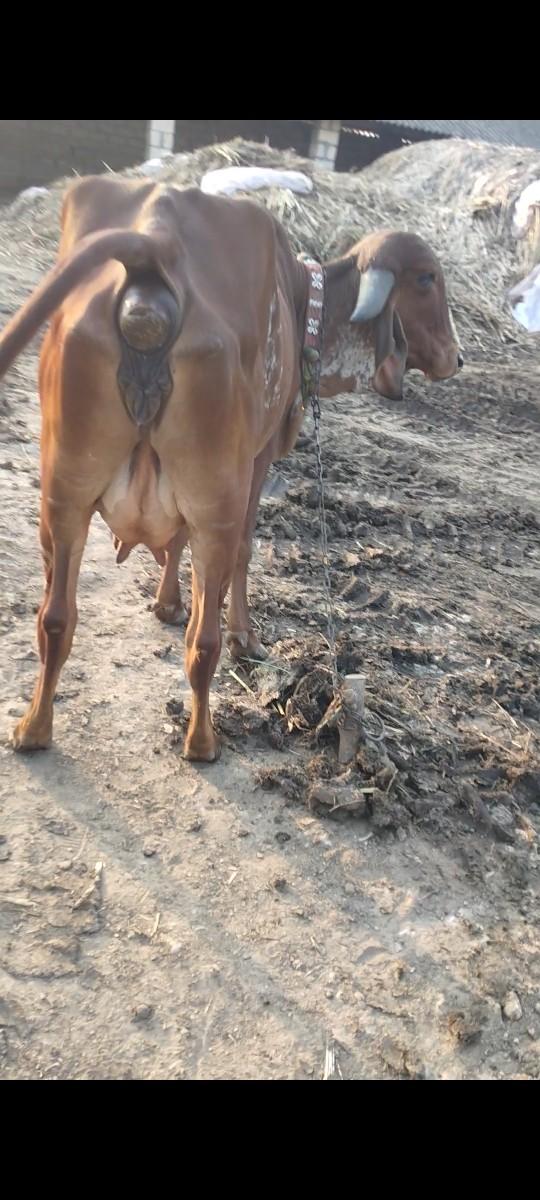 આ ઓડકી આપવાની સે વીયાણેલી