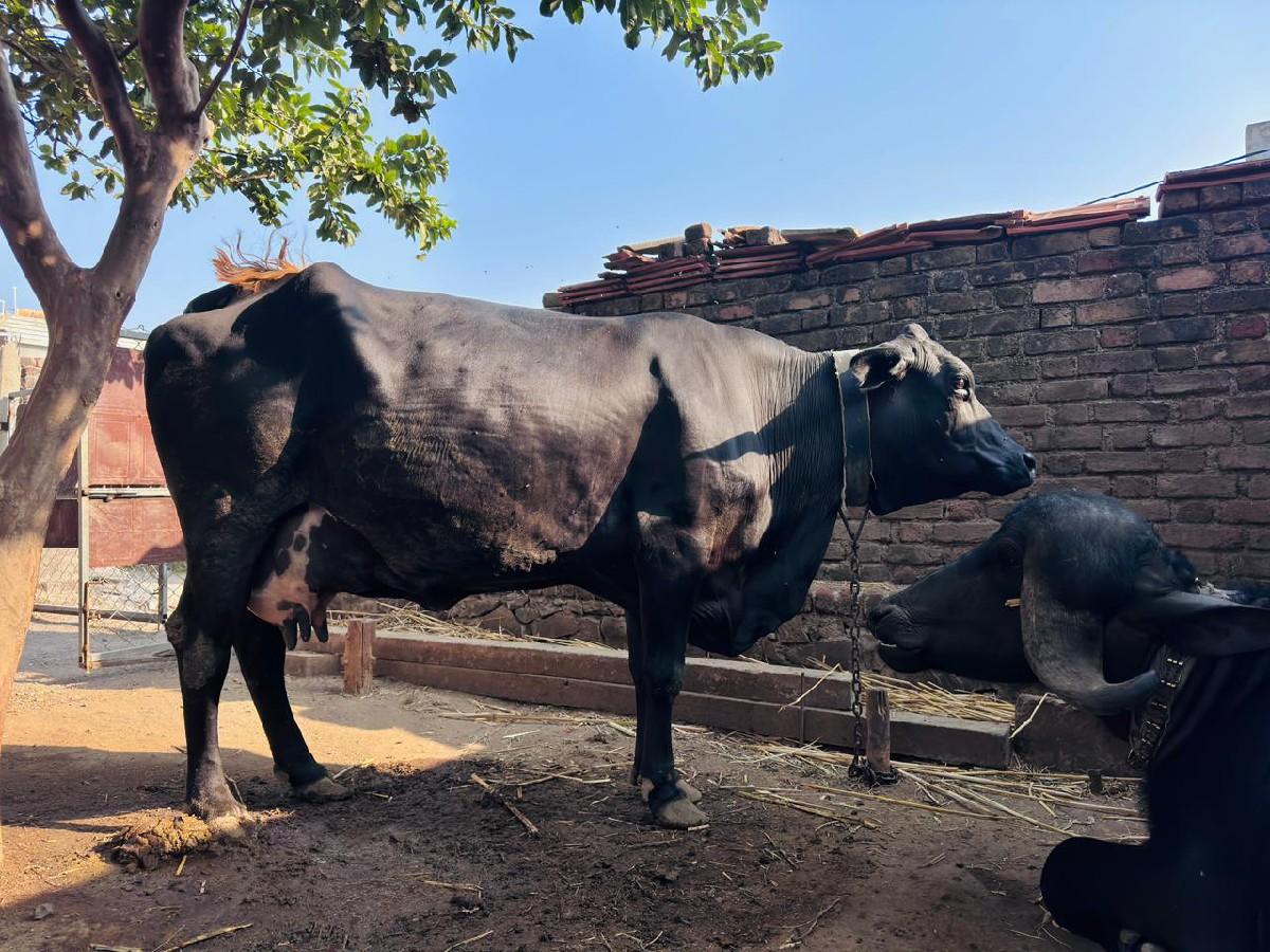 ગાય વેસવાનિ સે9328665868