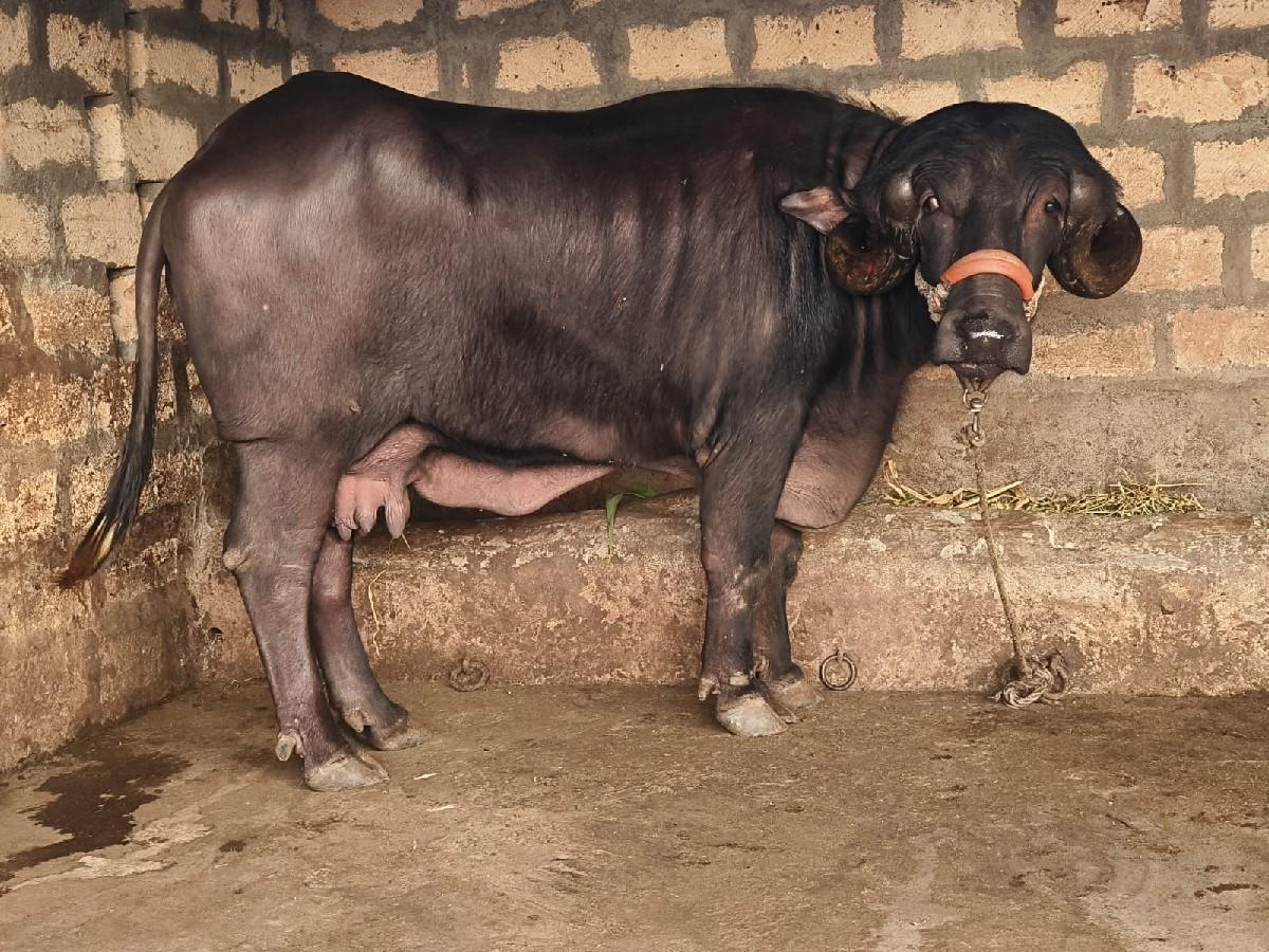 જાફરાબાદી ખળેલી વેચવાની છે