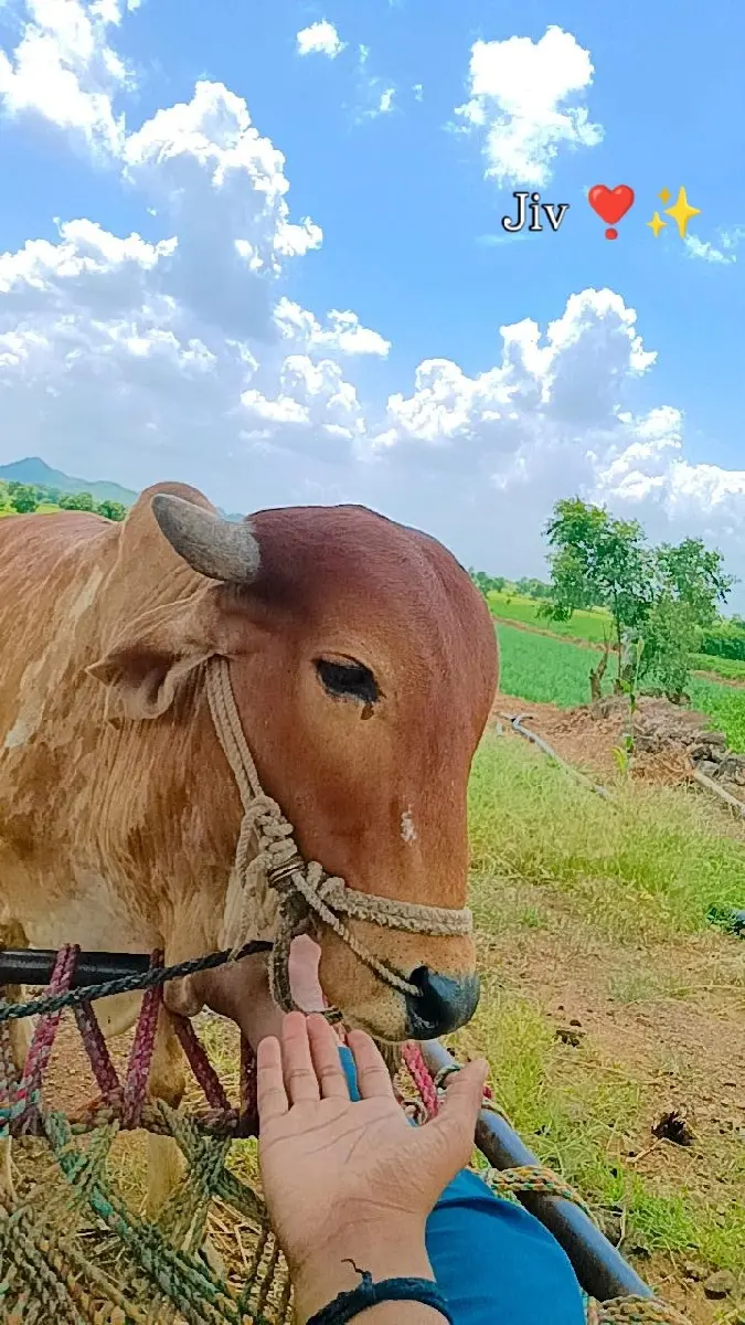 બળદ વેશ્વા ના સે 2 ધર ના સે