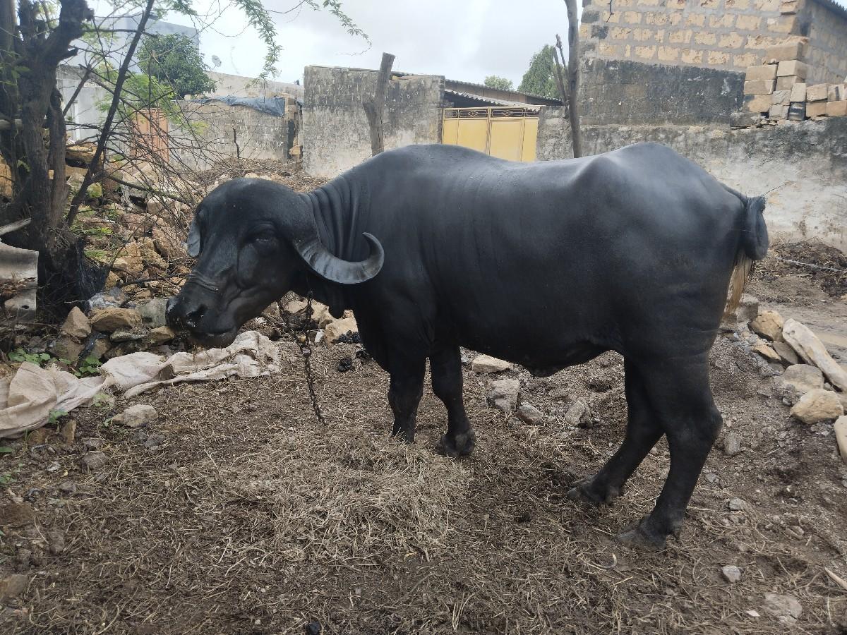 થંબનેલ 2