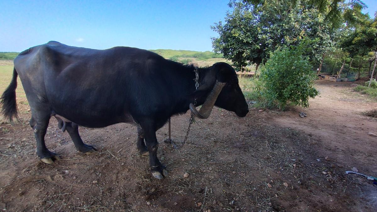 થંબનેલ 3