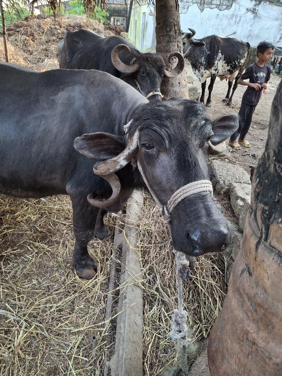 થંબનેલ 2