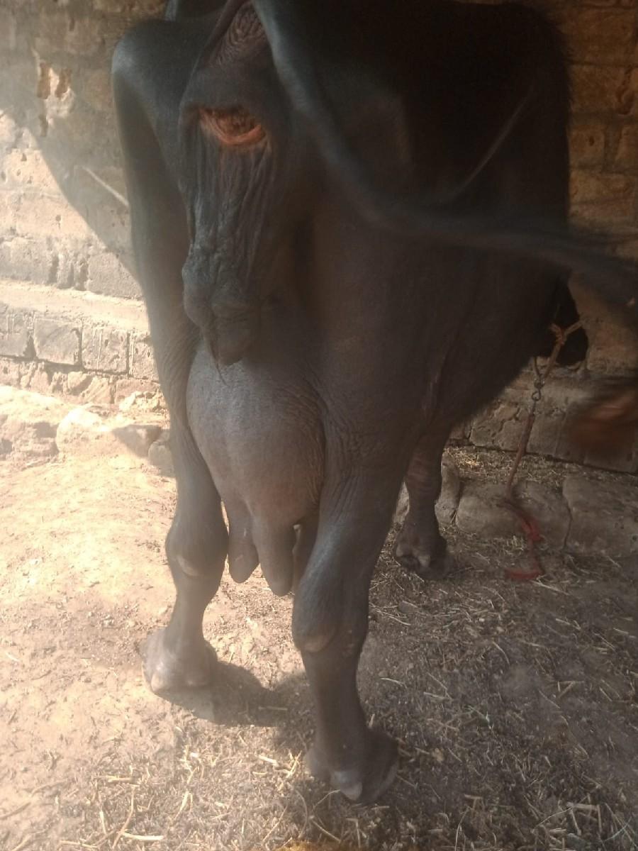 થંબનેલ 3