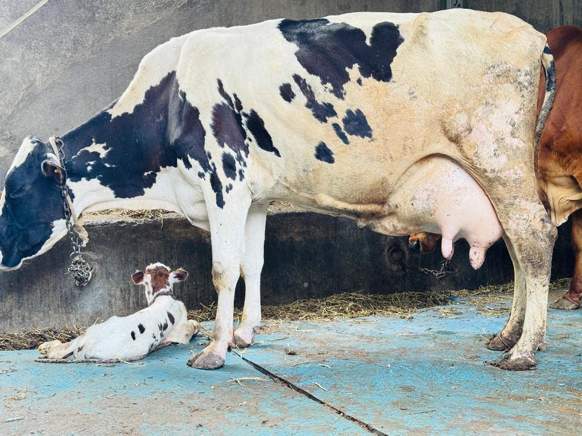 થંબનેલ 3