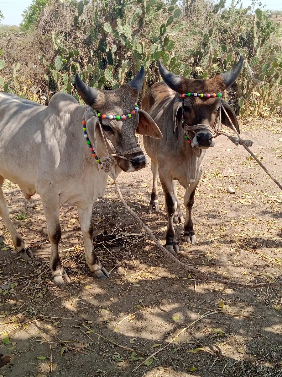 થંબનેલ 3