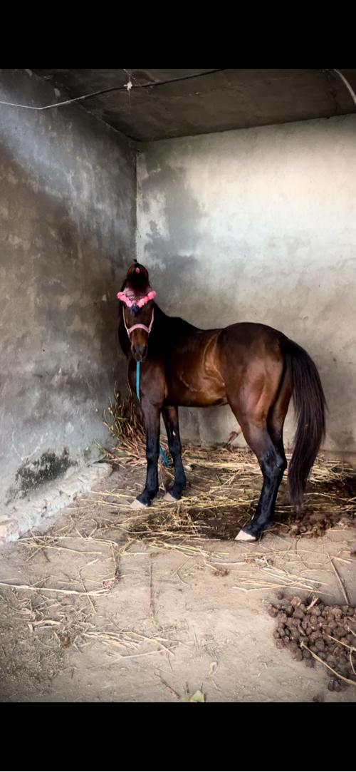 ઘોડો વેસવા નો છે