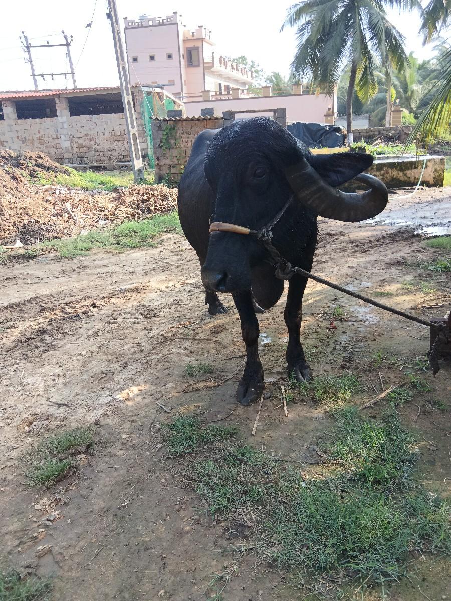 થંબનેલ 3