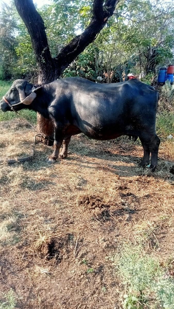 થંબનેલ 2