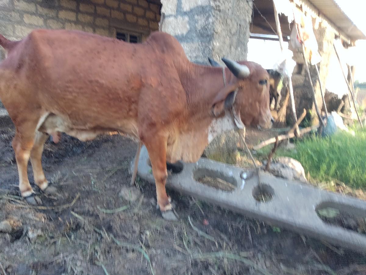 થંબનેલ 3