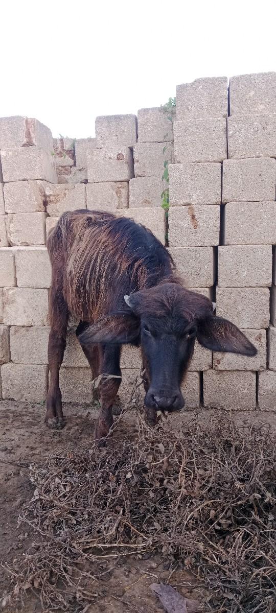 પાઙિ વેસવાનિ સે