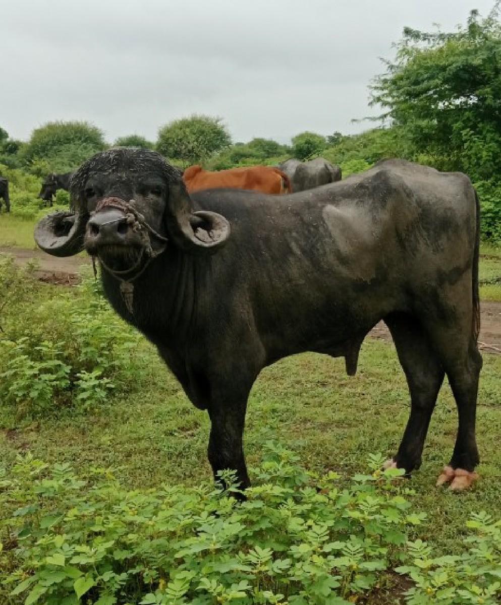 થંબનેલ 2