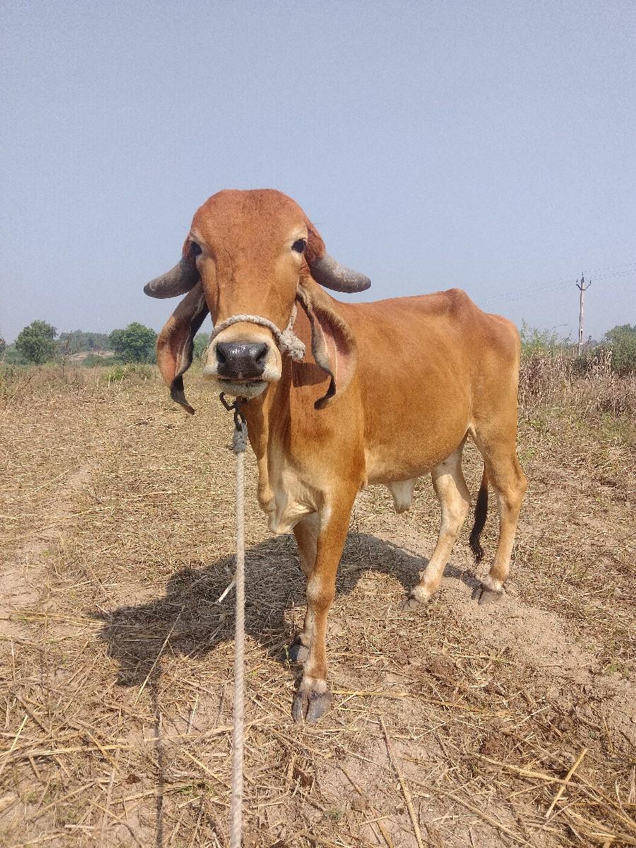 થંબનેલ 3