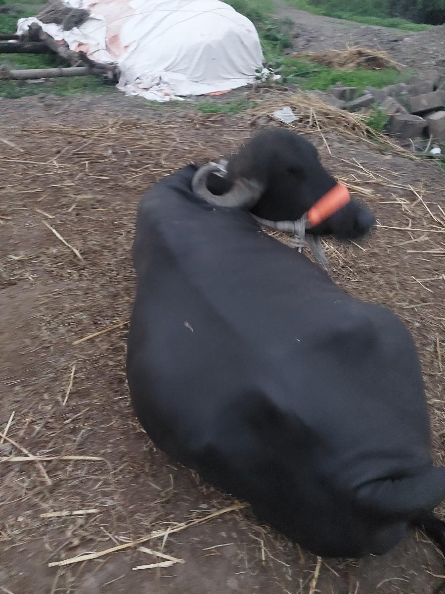 થંબનેલ 2