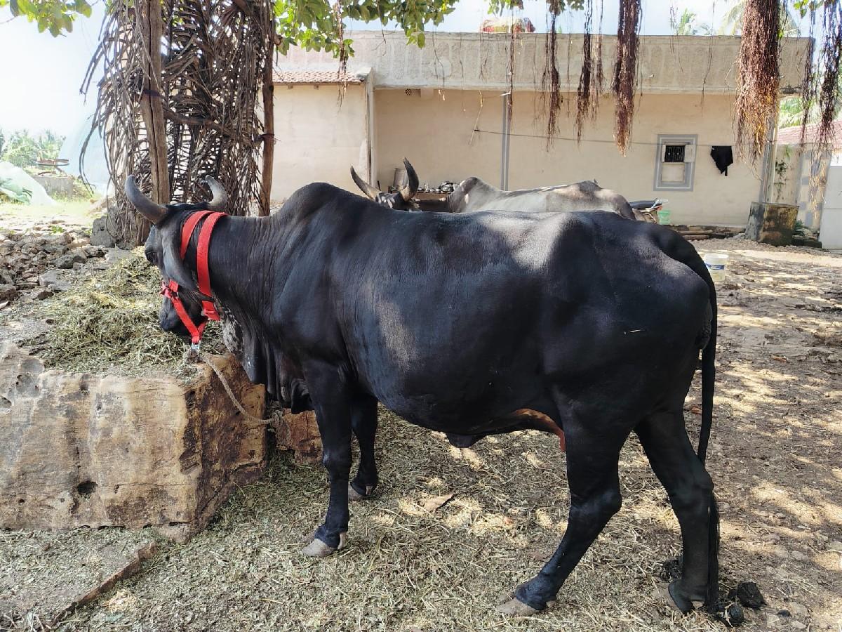 થંબનેલ 3