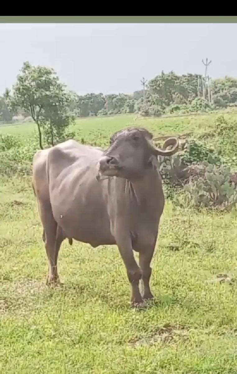 bhes vesavani se 3 vetar