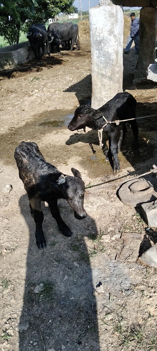 થંબનેલ 2