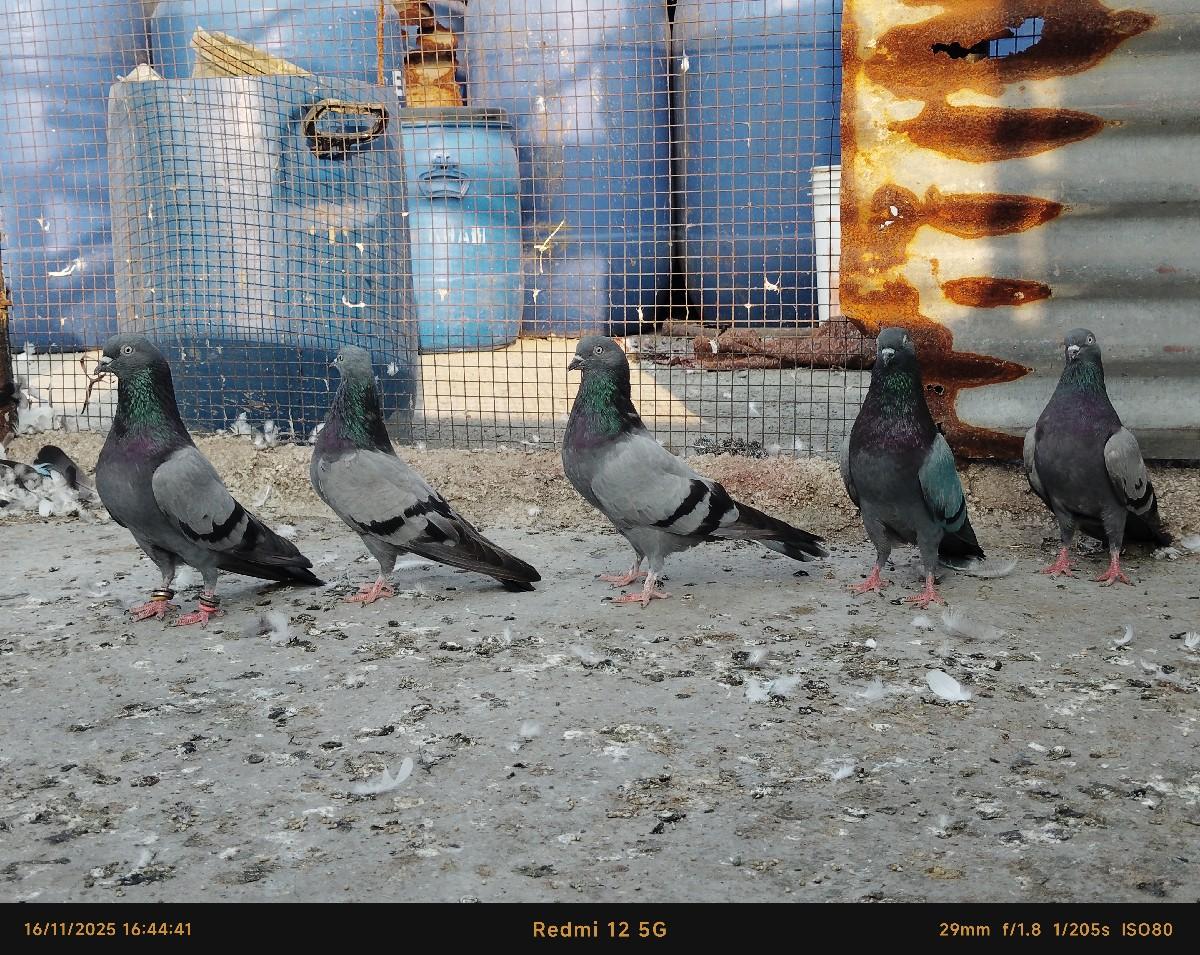 થંબનેલ 2