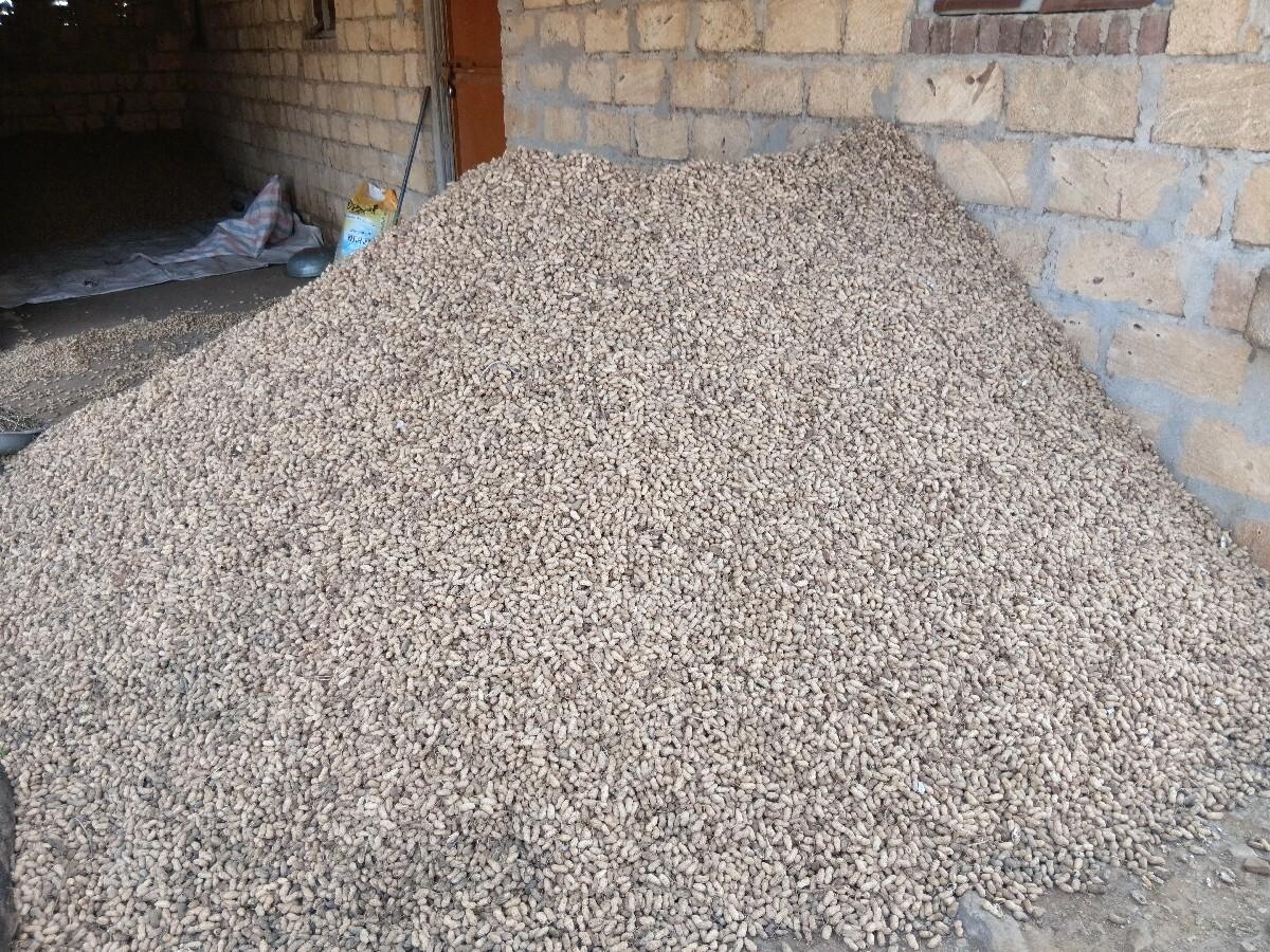 કોરી મગફળી.