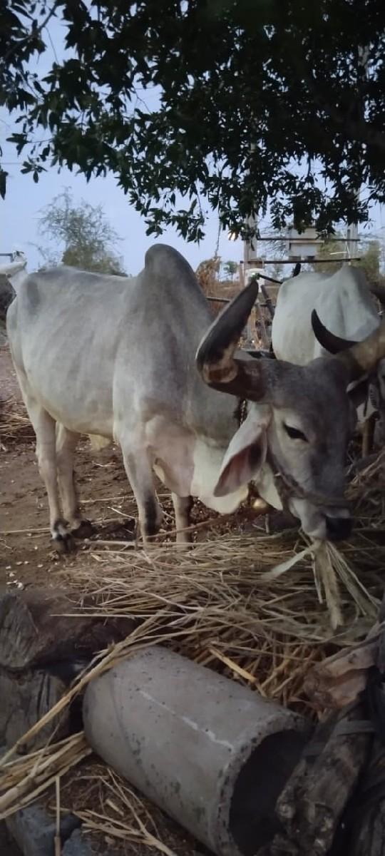 થંબનેલ 3