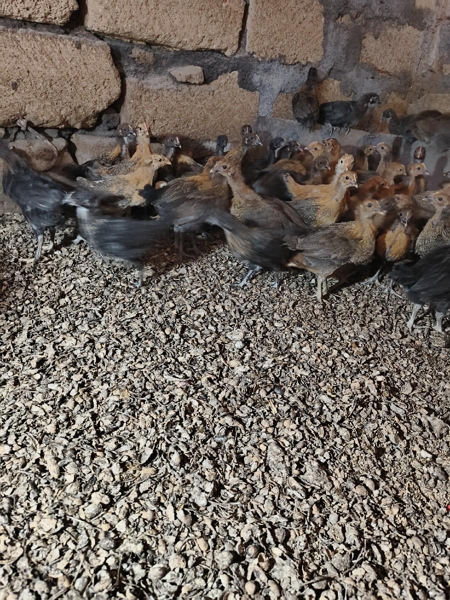 થંબનેલ 5