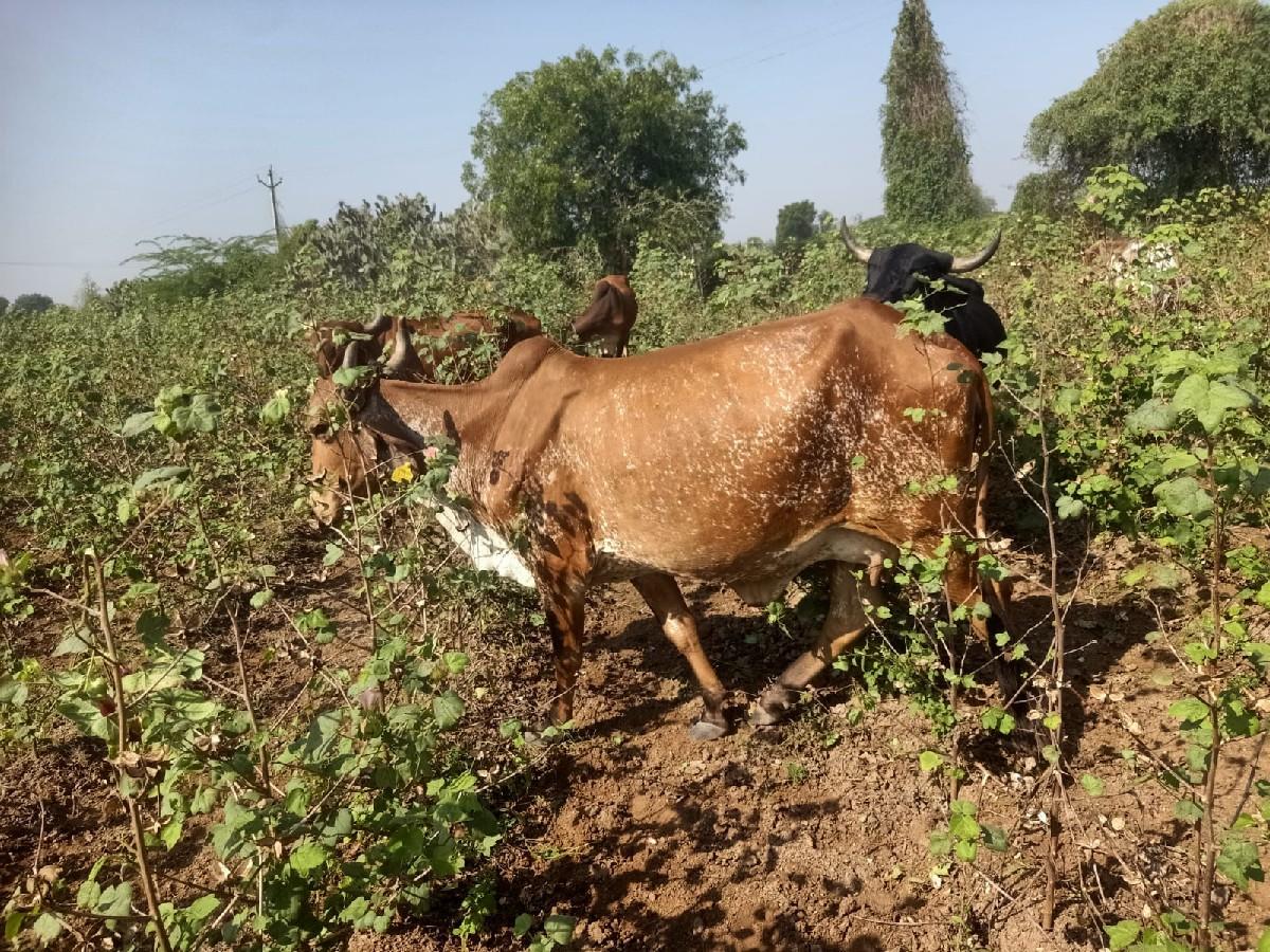 થંબનેલ 3