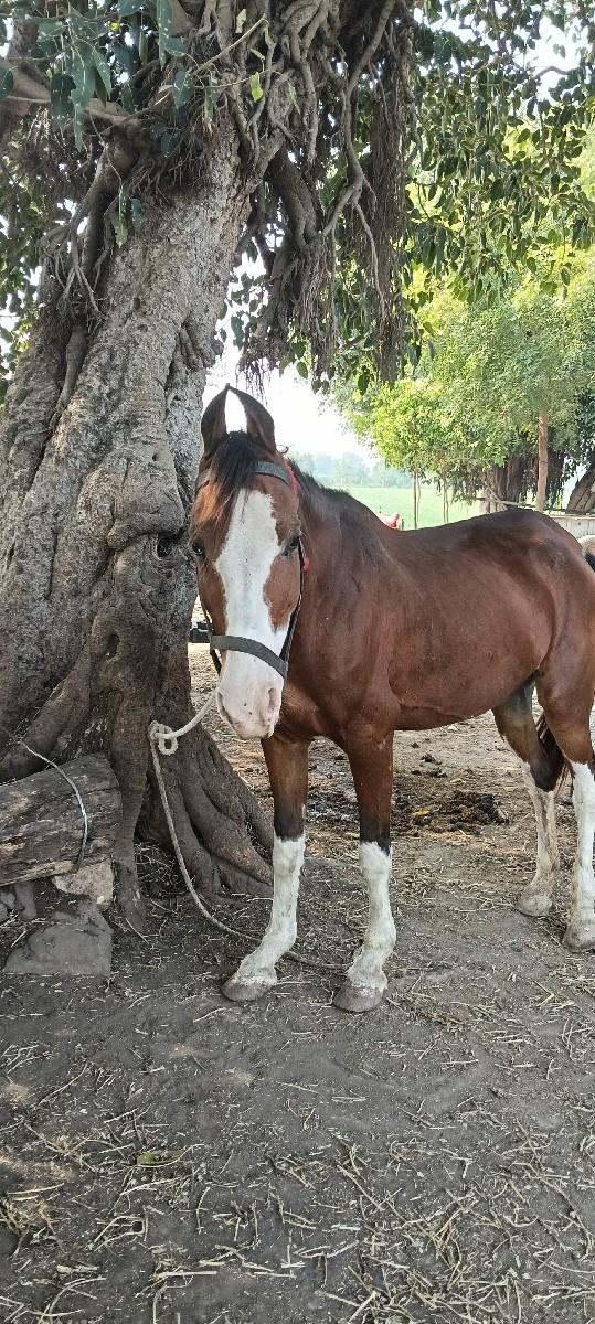 ઘોળી વેચવાની છે ને