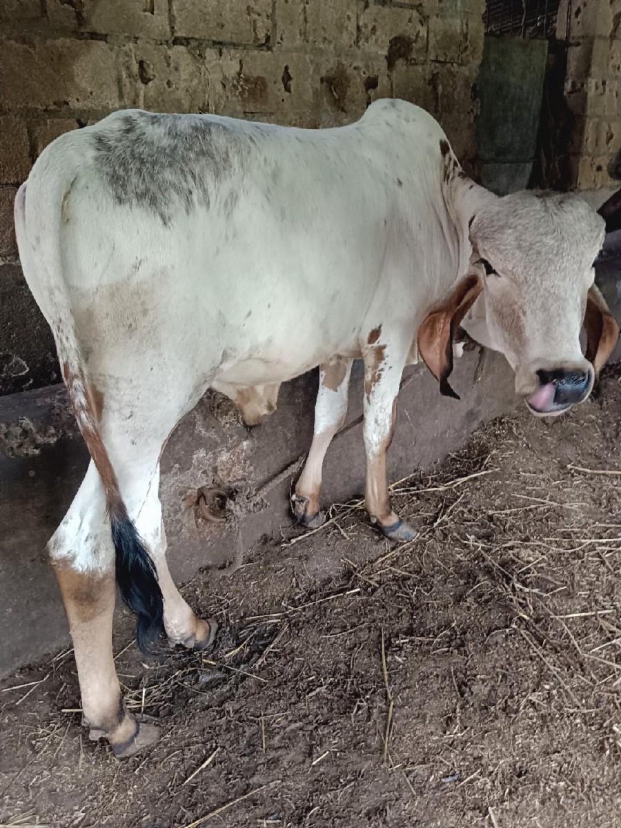 વાછડો આપવાનો છે