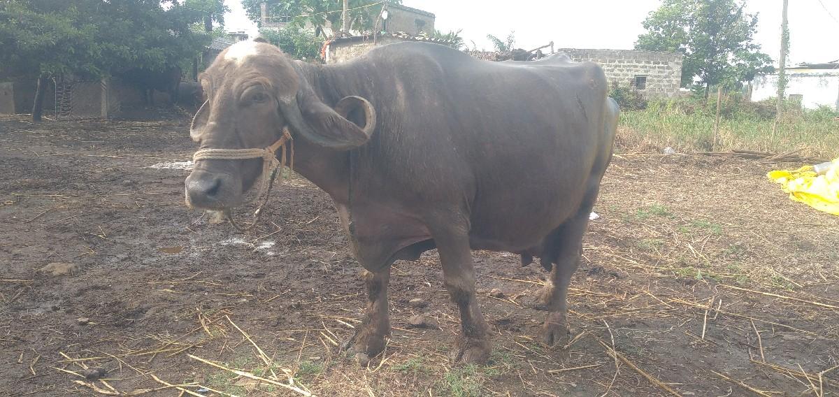 થંબનેલ 2