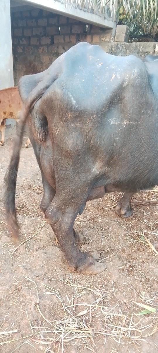 થંબનેલ 2