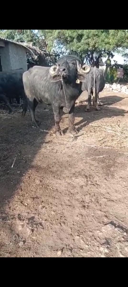 પાડો વેચવાનું છે