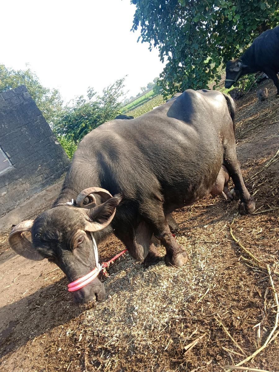 ભેંસ વેચવાની છે