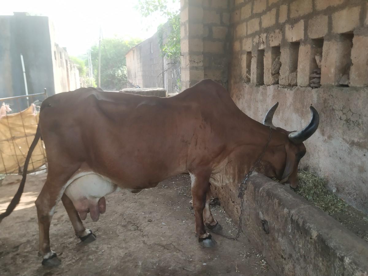 થંબનેલ 2