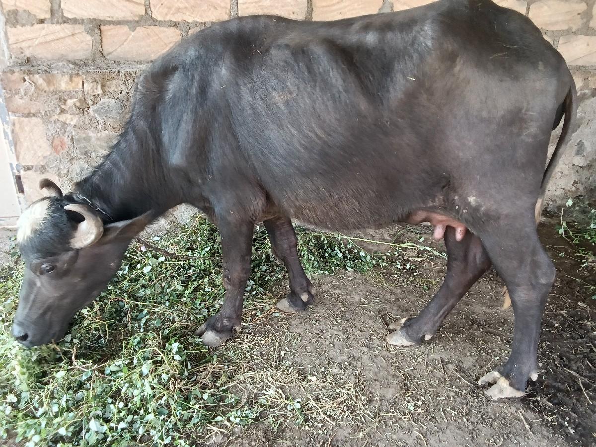 થંબનેલ 2