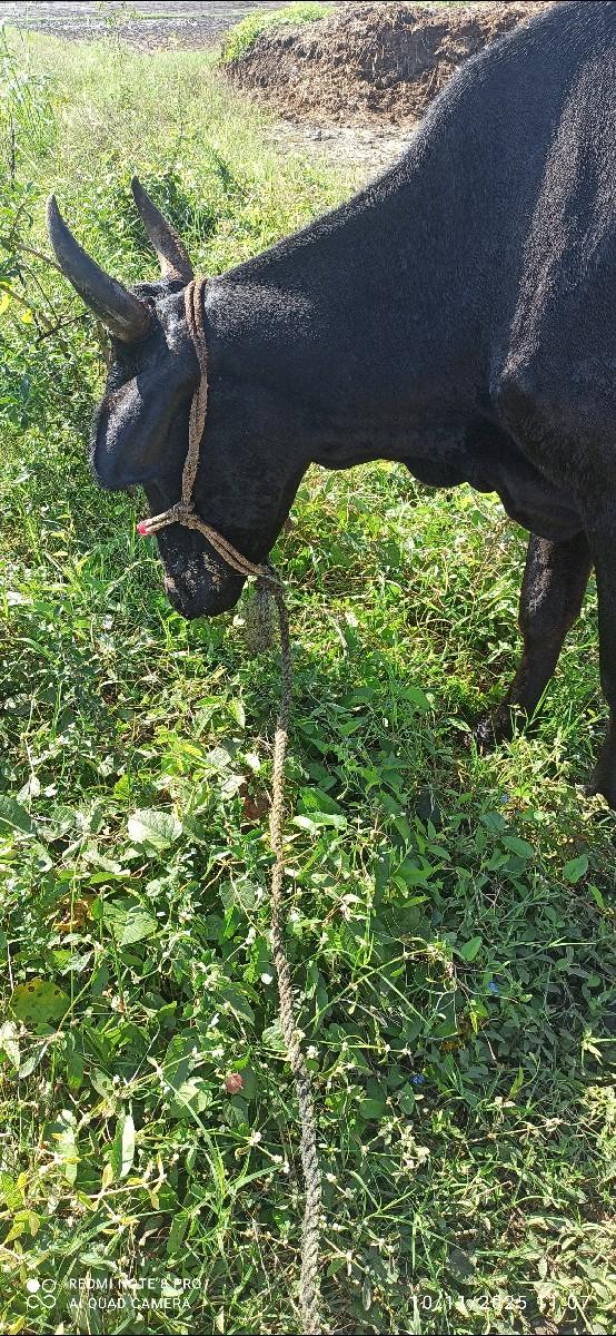 થંબનેલ 3