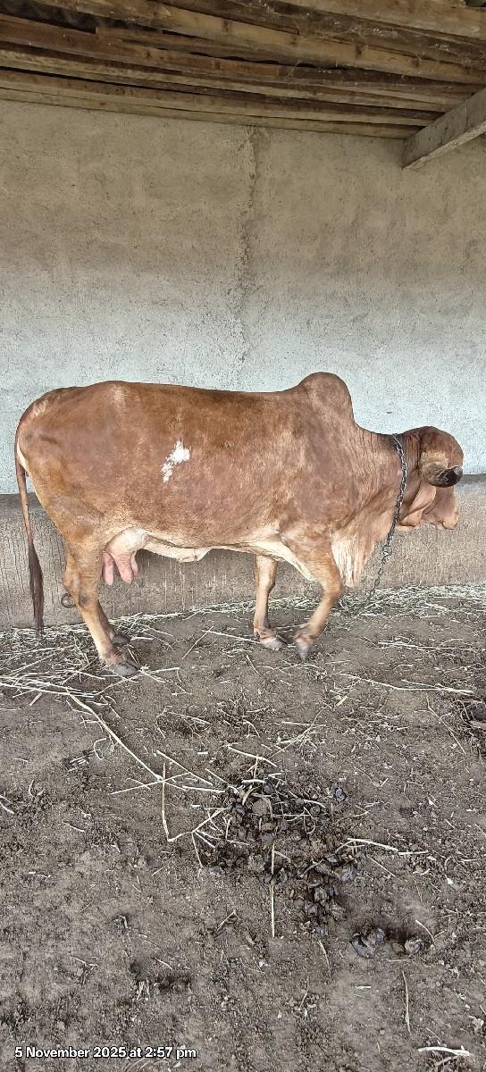 થંબનેલ 2