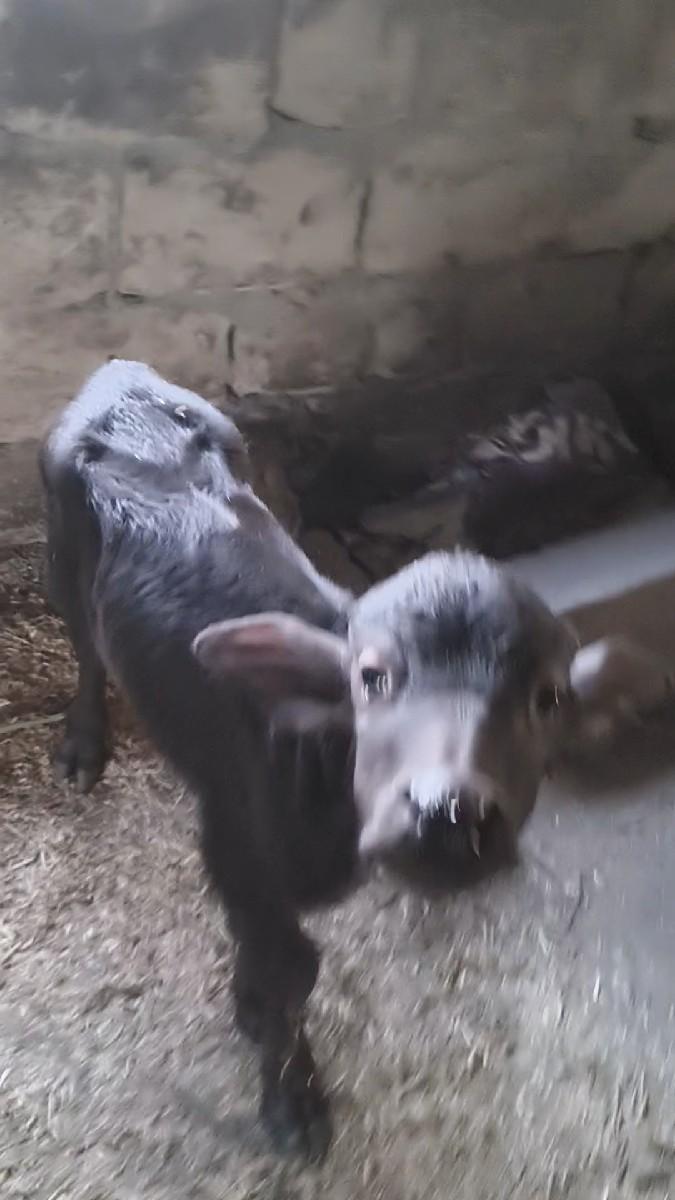 થંબનેલ 3